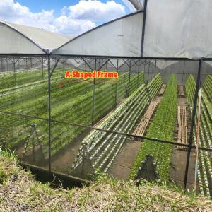 Galvanized Steel Tunnel Greenhouse 2.6-3.5m Height with 200 Micron Film