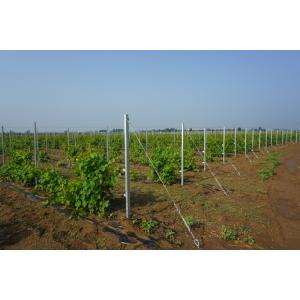 Professional C Type Grape Vine Posts / Metal Support Posts High Rigidity
