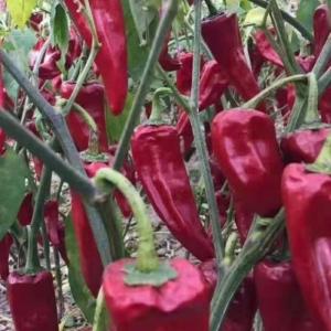 Yidu Chili with Pungent Chilli Flavor