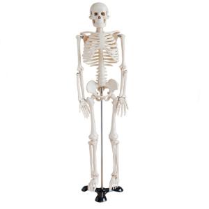 85cm Disarticulated Educational Skeleton Model For Medical Teaching