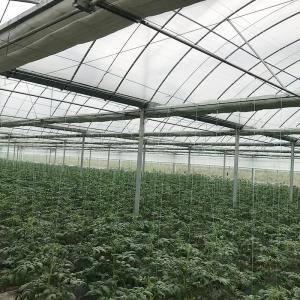 Customizable Temperature-Controlled Greenhouse for Large-Scale Plant Cultivation