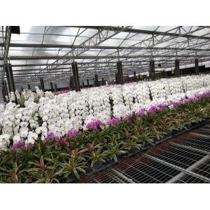 Buy cheap Flower Multi Span Greenhouse / Venlo Style Greenhouse Cover Material Polycarbona from wholesalers