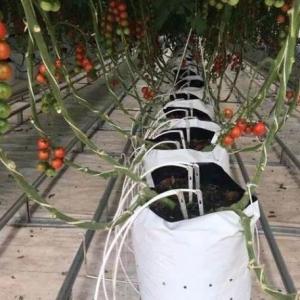 Highly Multi-Span Vertical Farming Container Greenhouse with Substrate Culture