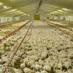 45-65 broiler Linear Feeder Poultry Automatic With Feed Hopper