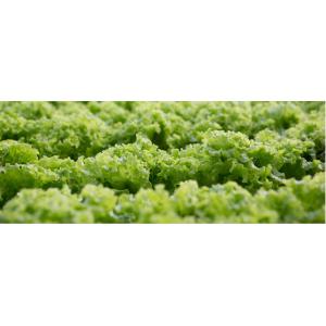 Samsung LM301b AC 265V Quantum Board Led Grow Lights