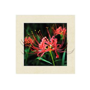 Eco Friendly Plastice 3D Lenticular Printing Service Picture Nature Landscape