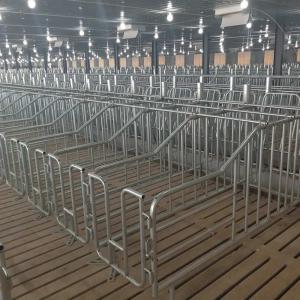 Disc Chain Conveying Swine Farm Equipment Pig House