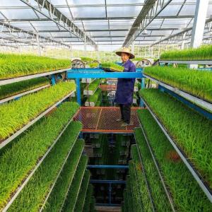 Cultivation Method Hydroponics Customized Glass Greenhouse for Cucumber