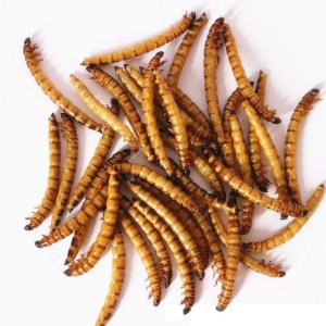 Quality Highly Nutritious Freeze Dried Worms - Dried Mealworms from for sale