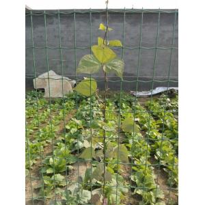 Holland Wire Mesh, Welded Wire Mesh/Euro Fence