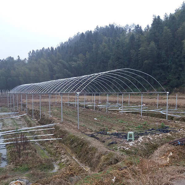 Polyethylene Multi Span Greenhouse Lightweight UV Protected 80/120/150/200 micron