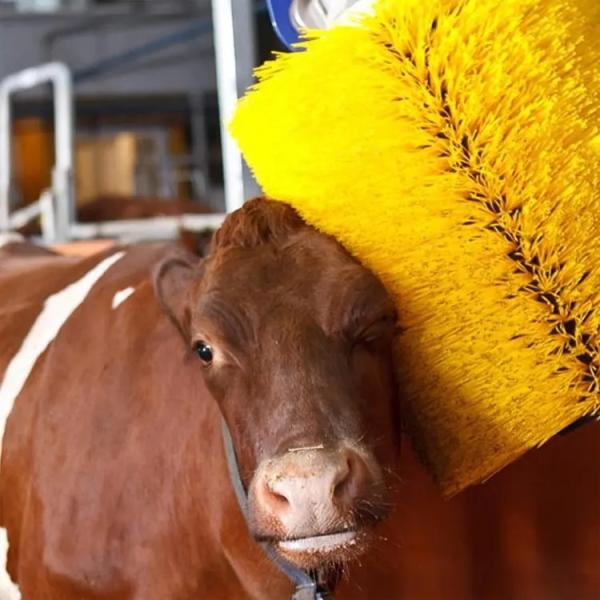 Dairy Farm Cow Scratching Brush Automatic Scratcher 60cm