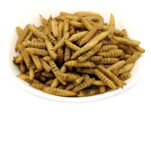 Quality Experience the Nutritional Powder of Dried Crickets Origin for sale