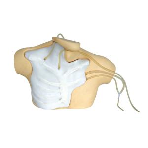 Quality CE / ISO Clinical Simulator central venous catherization education manikin for sale