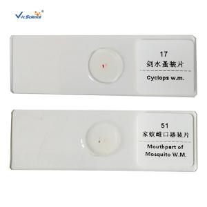 Experimental Teaching Microbial Prepared Microscope Slides 15 Pcs / Set