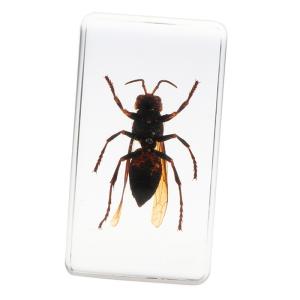 Insect Specimen Resin Paperweight Biology Anatomy Education Teaching Tool