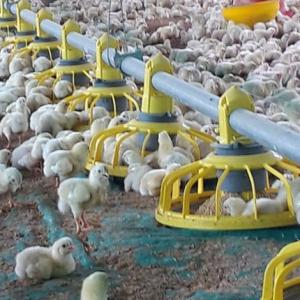 Automatic Broiler Feeder Poultry Feeding Pan Poultry Farm Accessories
