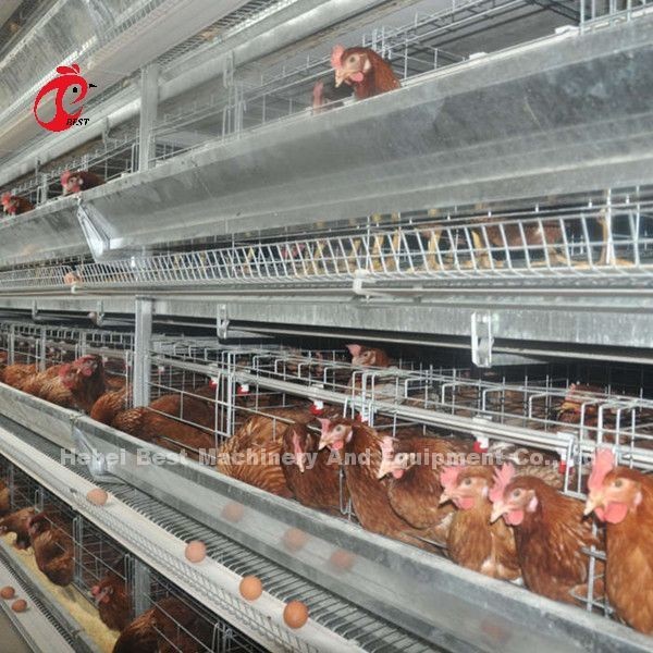 Imported Galvanized Cage System Automatic Feeding Hopper Electro Galvanized For Nipple Drinkers Rose