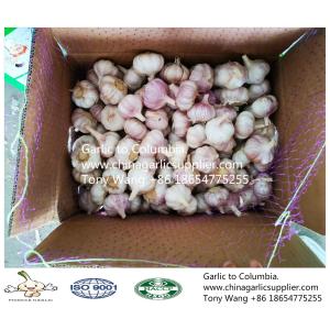 2019 China garlic to Columbia. new crop with good price.