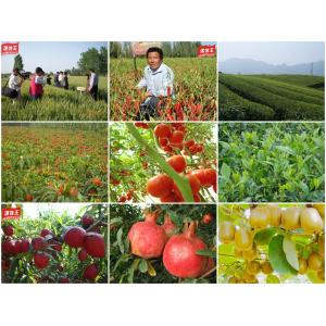 High Yield Base Nitrogen Phosphorus Potassium Organic Granular Fertilizer Soil