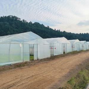 Hydroponic System Single-span Plastic Film Agriculture Greenhouses Construction