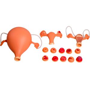 Replacement Uterus Gynecologic Simulator Vaginal Pelvic Exam Simulator