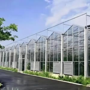 Modern Venlo Glass Greenhouse for Gerbera Daisy Cultivation