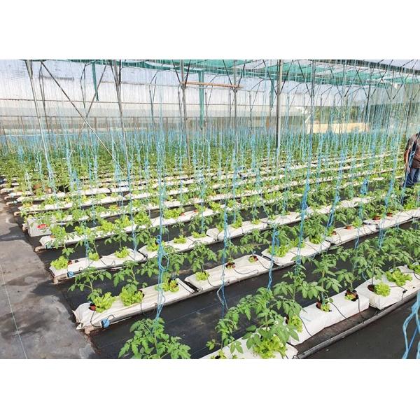 Tomato And Strawberry Greenhouse Turnkey Project 8-10 Meter Span Width