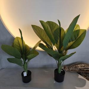 Long Lasting Plastic Material Artificial Plants 70cm Artificial Dieffenbachia