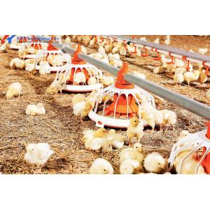 Convenient Assembly Automatic Chicken Feeder System , Broiler Chicken Drinking