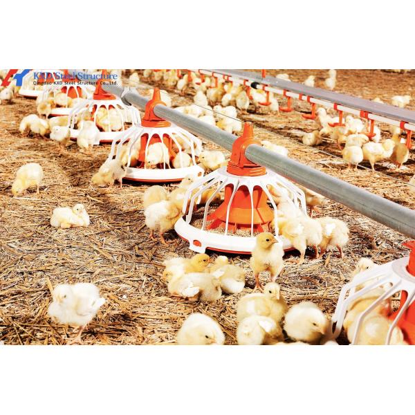 Convenient Assembly Automatic Chicken Feeder System , Broiler Chicken Drinking