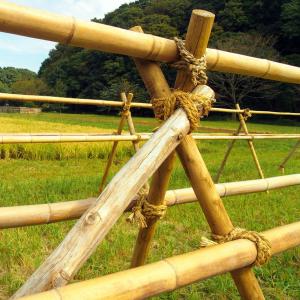 Eco Friendly Natural Bamboo Stakes Poles Cannes 16cm Dia With Different Size