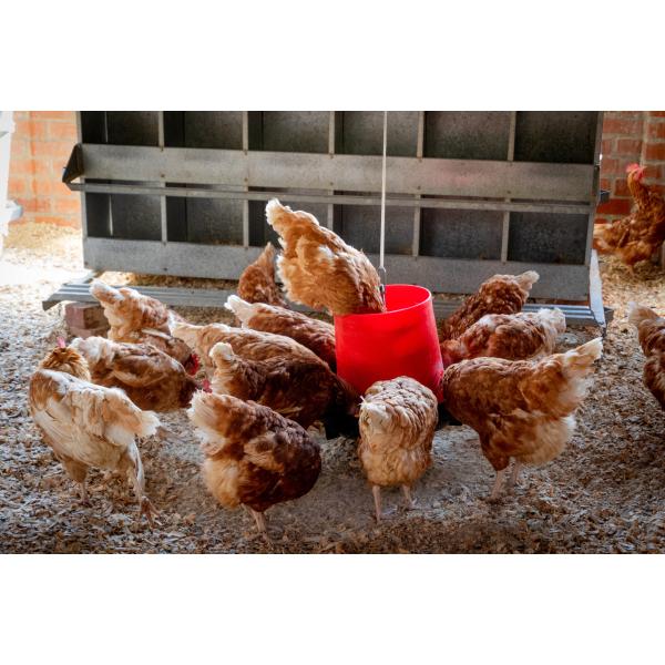 Amino Acid Trace Elements Protein Chromium 8% Animal Feed Additive