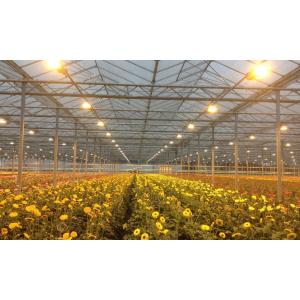 Hot Galvanzied Steel Pipe Agricultural Venlo Glasshouse Turnkey Project