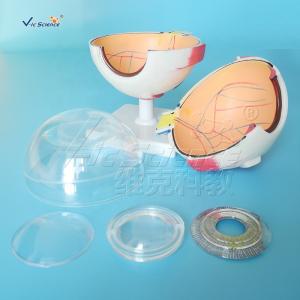 Human Eyes Anatomy Teaching Model Human Eyeball Anatomical Model