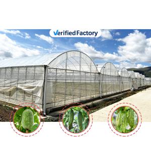 Baolida Custom Automatic System Greenhouse Tropical Hydroponic System Multi-span