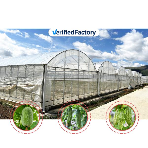 Baolida Custom Automatic System Greenhouse Tropical Hydroponic System Multi-span