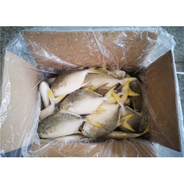 Golden Pomfret Fish Fresh Frozen Seafood