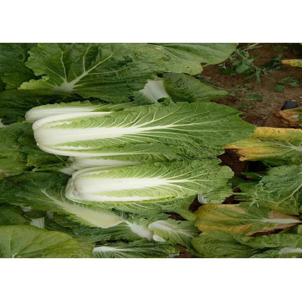 Buy Clean Surface Organic Chinese Cabbage , Healthy Chinese Round Cabbage at wholesale prices