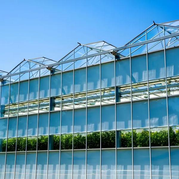 Buy High - Quality Venlo Glass Greenhouse for Sunflower Growing at wholesale prices
