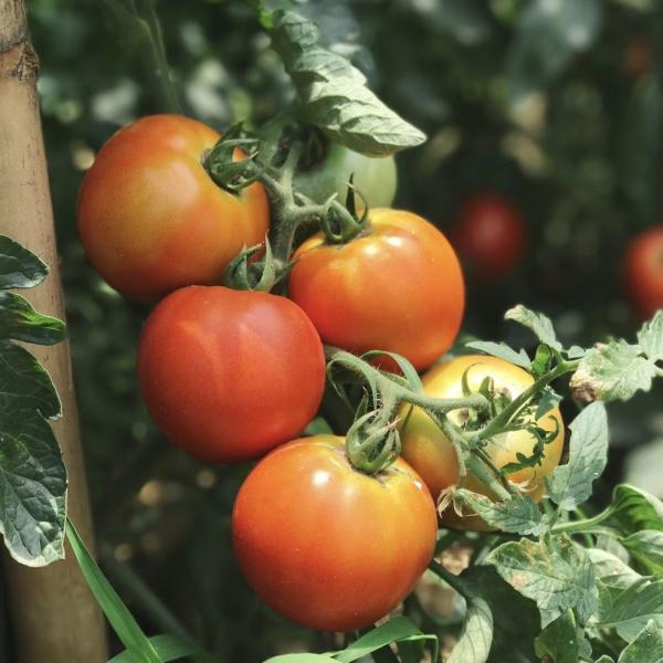 Aquaponics Sunlight Greenhouse