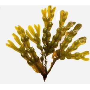 Quality Fucus Extract, Phyllanthus emblica Extract, Wild Mango Extract, HIGH QUALITY WEIHT LOSS for sale