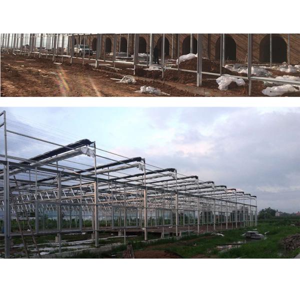 Good Light Permeability Essential for Venlo Glass Greenhouse in Agricultural Industry