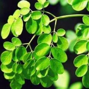 high quality moringa oleifera leaf powder import China products