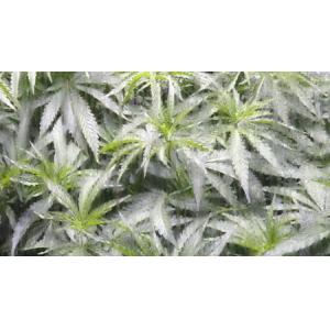 Full Spectrum 670W LM561C Led Grow Lights For Herbs