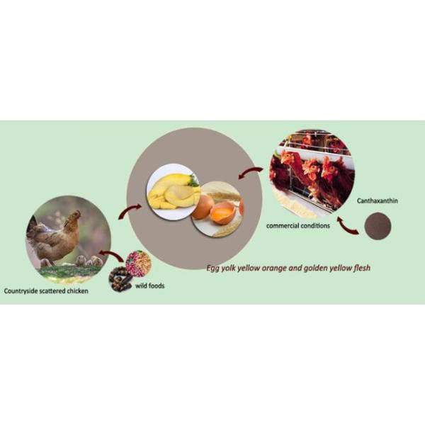 100% natural Canthaxanthin Extract 10% 15% 20% powder