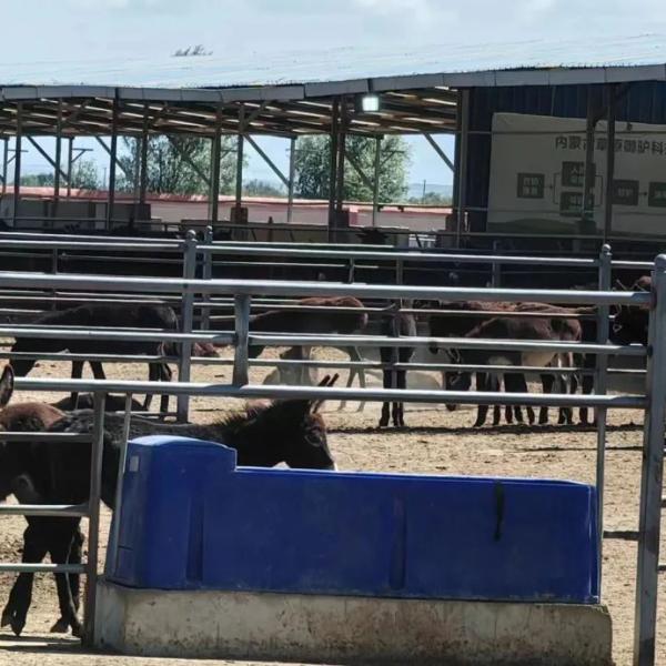 Buy Convenient and Sturdy Built-in Temperature Control Cow Drinking Trough with 140L Capacity at wholesale prices