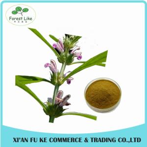 Clear Heart and Regulate Menses Natural Motherwort Herb Extract