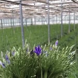 Large and Venlo Style Glass Agricultural Greenhouse with Automatic Control