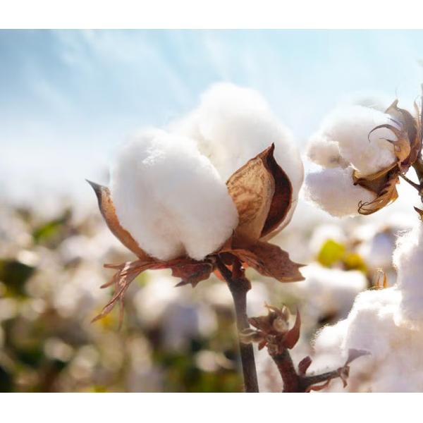 Six Layer Gauzy Cotton Blanket